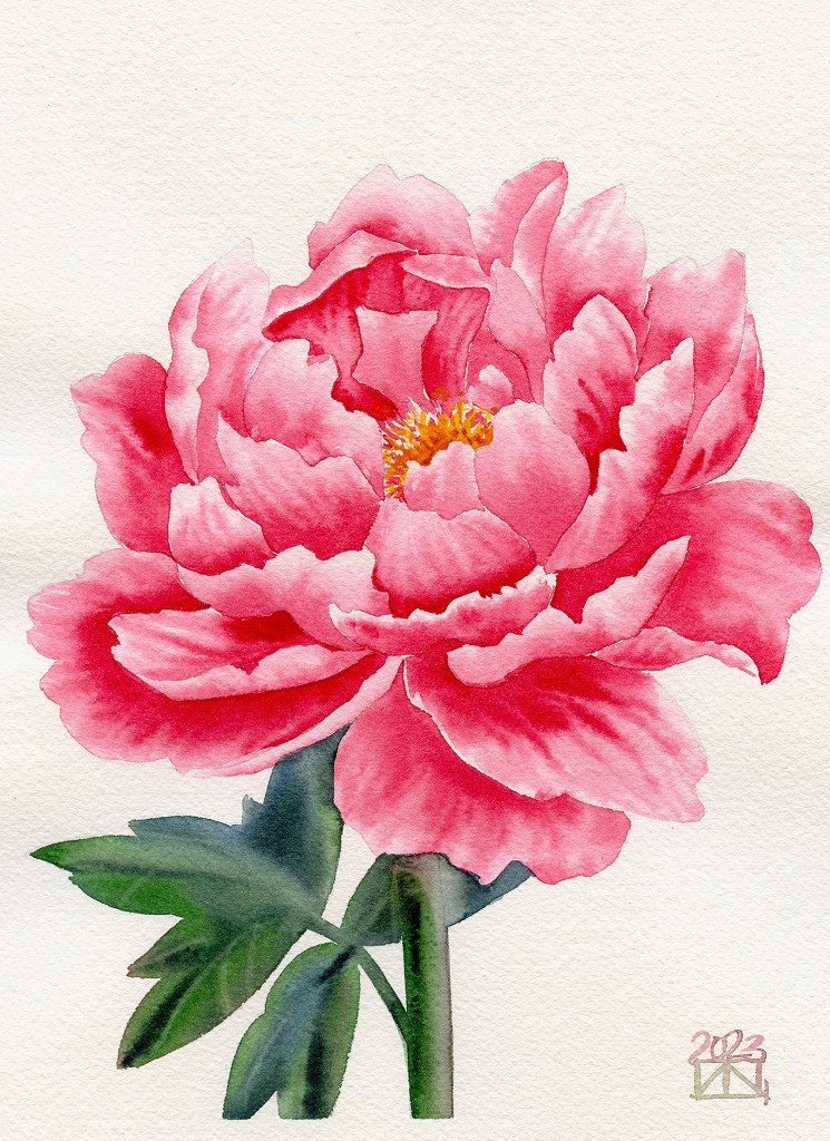 Blooming Rose Series - Full Bloom