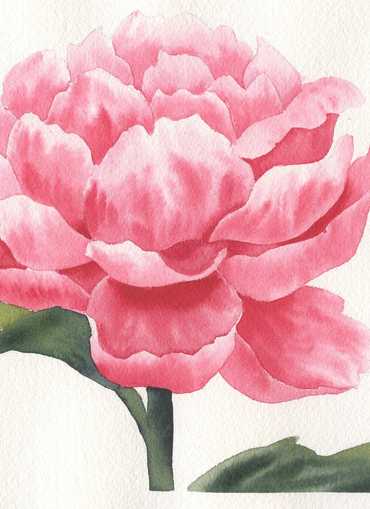 Blooming Rose Series - Full Bloom Horizontal