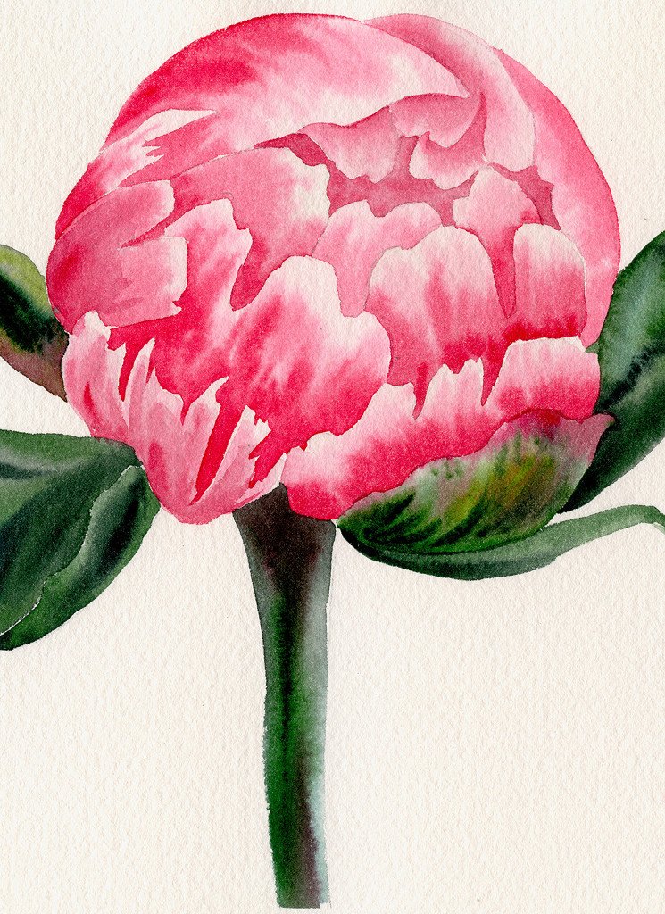 Blooming Rose Series - First Dawn Horizontal